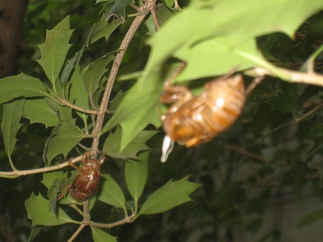 f:id:japojp:20110816182349j:image:w150