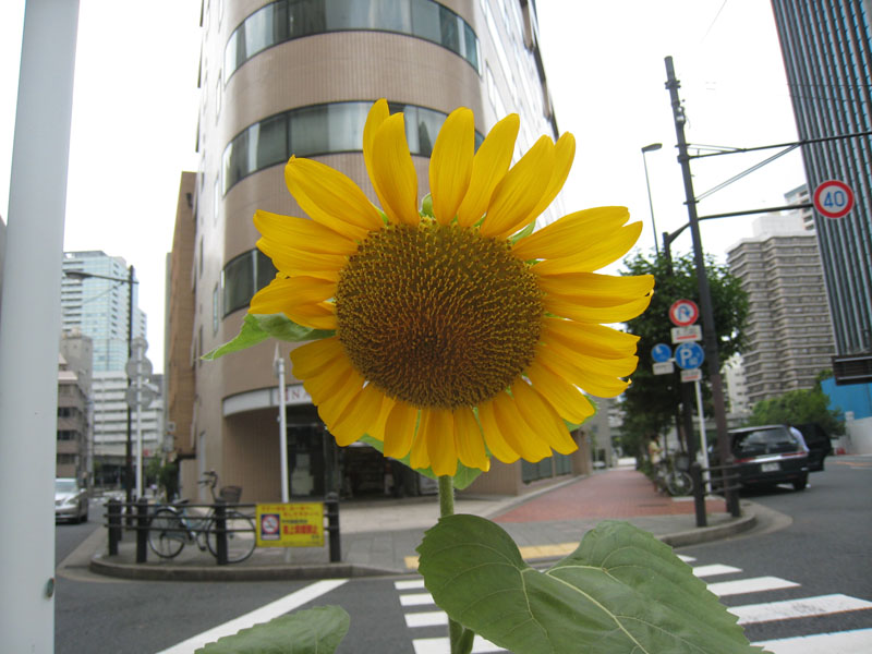 f:id:japojp:20110816182352j:image:w150
