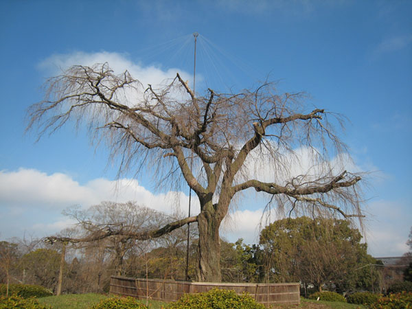 f:id:japojp:20120221205403j:image:w300 f:id:japojp:20120221205403j:image:w300