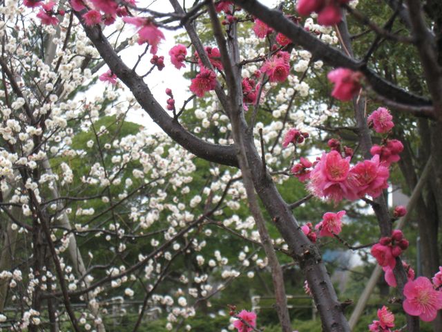 f:id:japojp:20120403172916j:image:w300 f:id:japojp:20120403172916j:image:w300