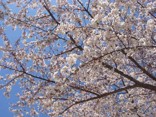 f:id:japojp:20120408190054j:image:w350 f:id:japojp:20120408190054j:image:w350