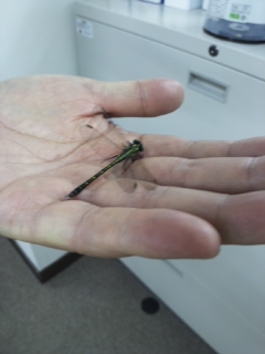 f:id:japojp:20120517204157j:image:w180
