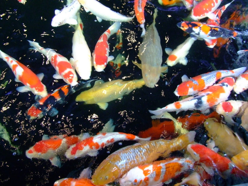 f:id:japojp:20121215002035j:image:w200