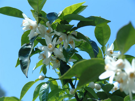 f:id:jaumajimura:20070522172613j:image