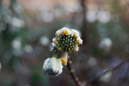 f:id:jaumajimura:20090214173411j:image