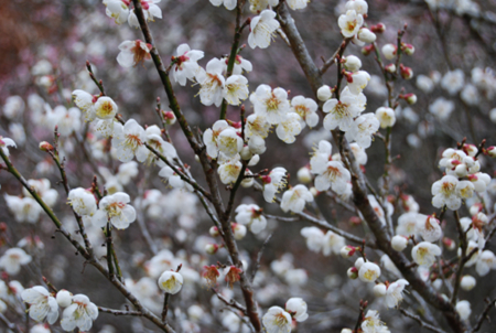f:id:jaumajimura:20090223100610j:image
