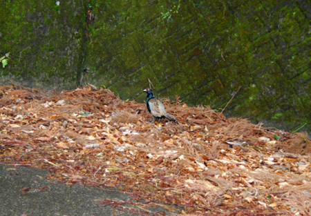 f:id:jaumajimura:20090225164238j:image