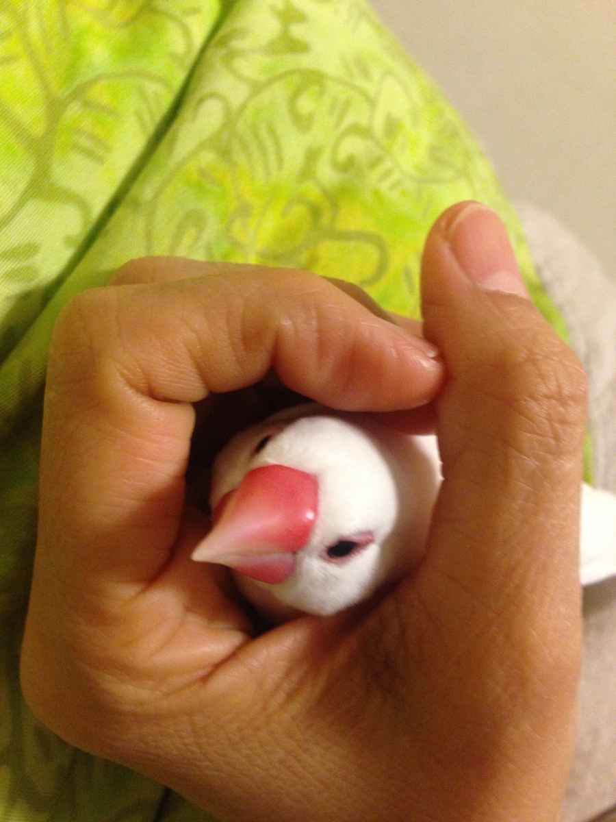 f:id:javabird:20201009181452j:plain