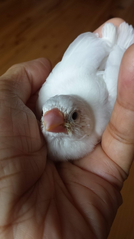 f:id:javabird:20201223215333j:plain