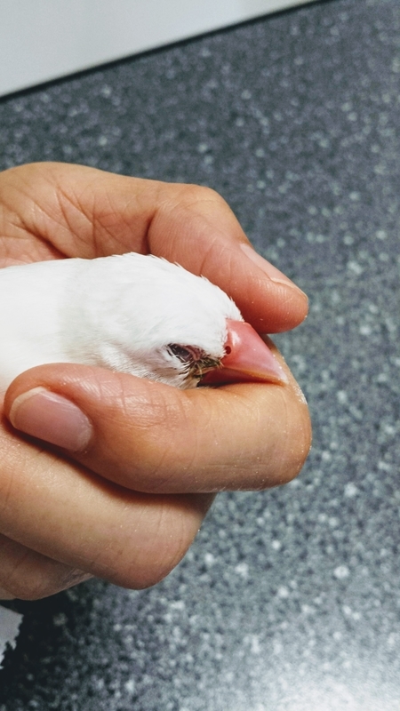 f:id:javabird:20201227221526j:plain