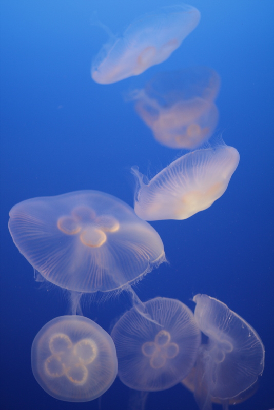 f:id:javaholic:20110205140842j:image f:id:javaholic:20110205140842j:image