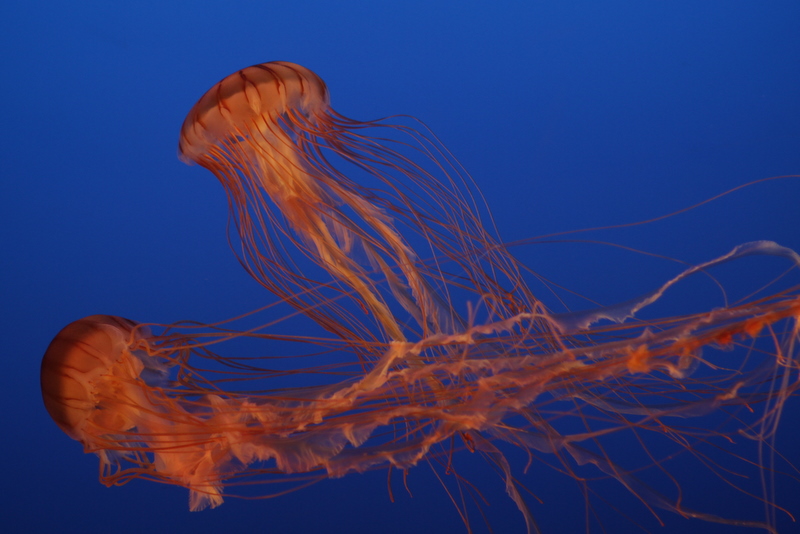 f:id:javaholic:20110205141419j:image f:id:javaholic:20110205141419j:image