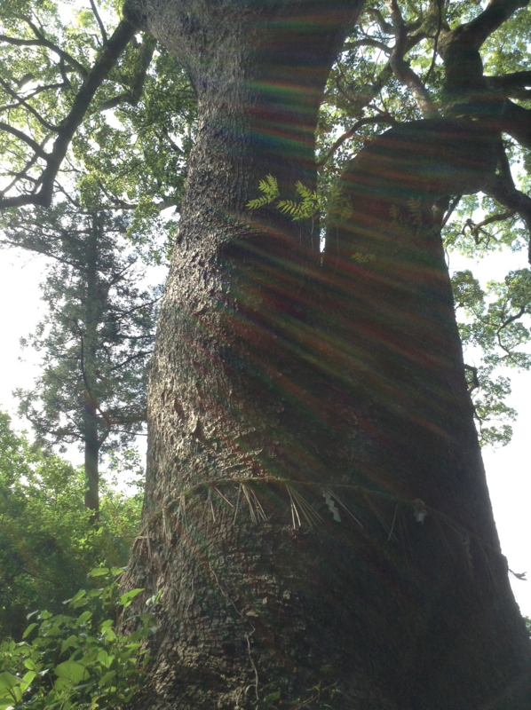 f:id:jaxtudo:20130429145040j:image