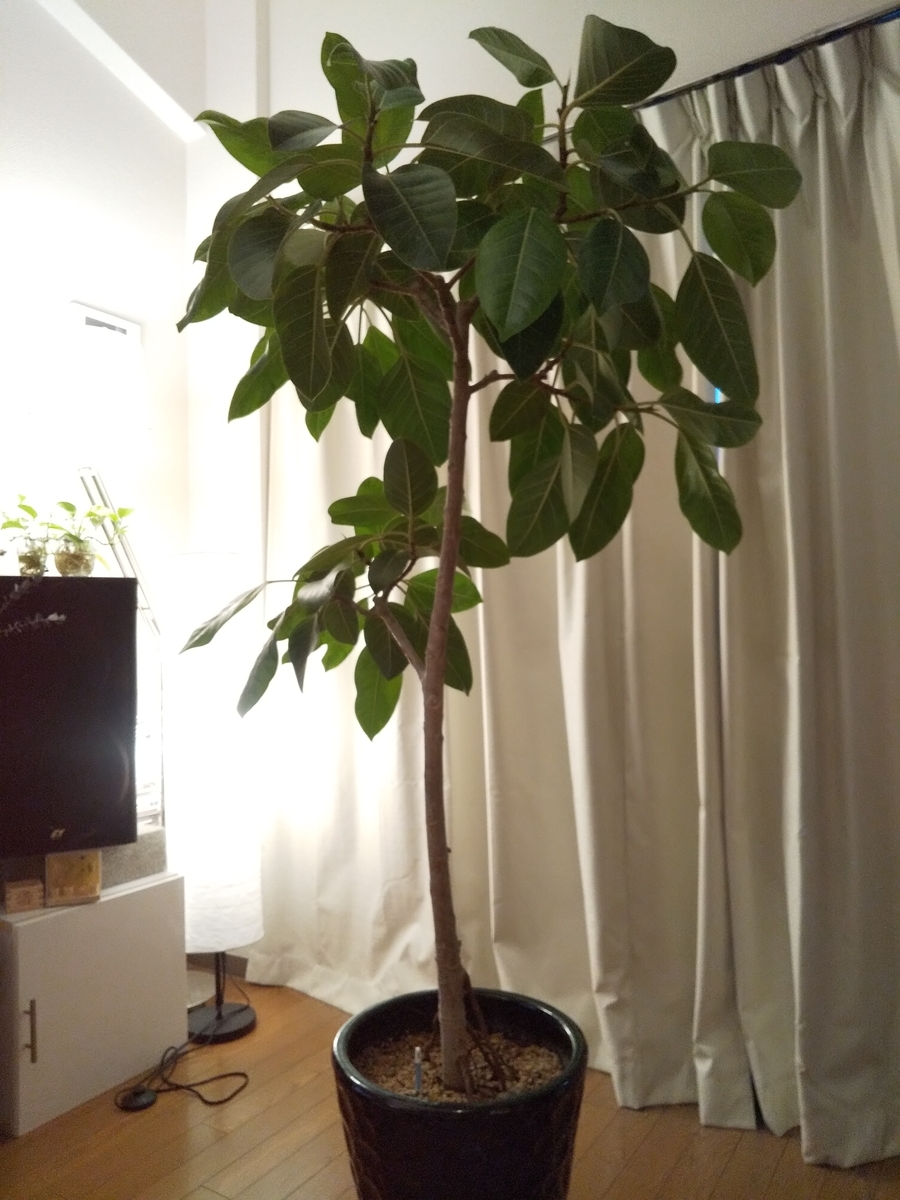 f:id:jazzguitar251:20200517191818j:plain f:id:jazzguitar251:20200517191818j:plain