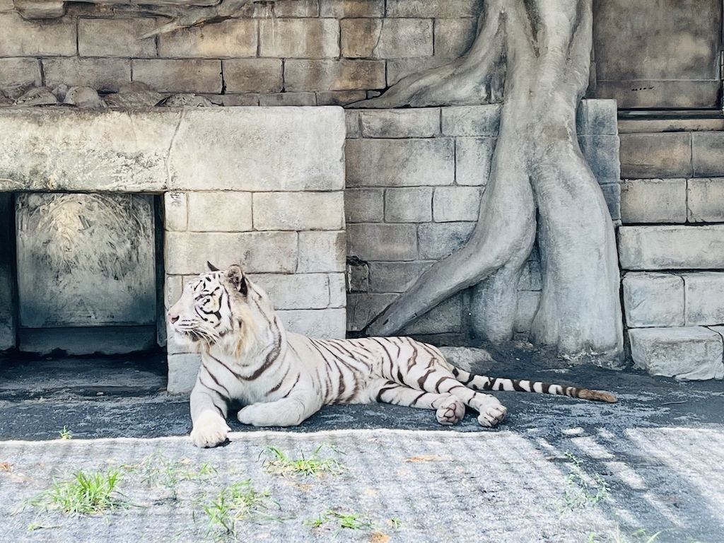 先日 独りで動物園に行ってきました 明日の予報は流星嵐 先日 独りで動物園に行ってきました 明日の予報は流星嵐