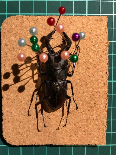 ノコギリクワガタ標本製作-その5軟化〜展足〜完成へ - JB の ワイド