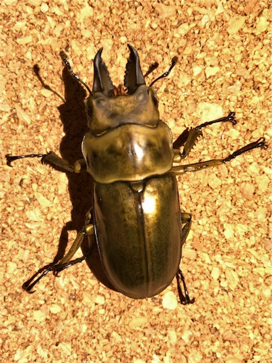 f:id:jbwideandshallow:20180324074255j:image