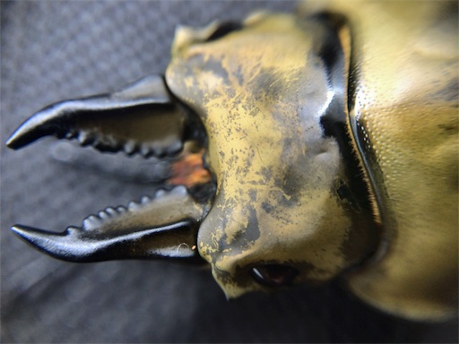 f:id:jbwideandshallow:20180324110504j:image