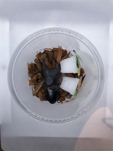 f:id:jbwideandshallow:20180326053115j:image