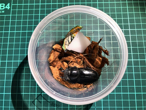 f:id:jbwideandshallow:20180326053136j:image