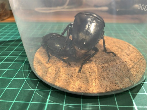 オオクワガタのペアリングセット製作【オオクワガタブリード】 - JB の