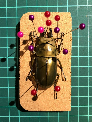 ローゼンベルグオウゴンオニクワガタ標本製作-その1展足まで