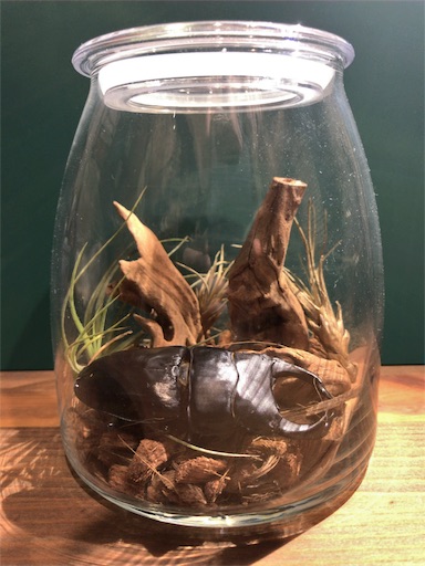 f:id:jbwideandshallow:20180517063702j:image