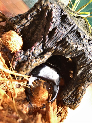 f:id:jbwideandshallow:20180721102229j:image