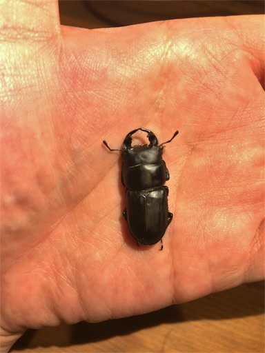 悲報】ムシモンオオクワガタ幼虫の全滅について - JB の ワイドアンド