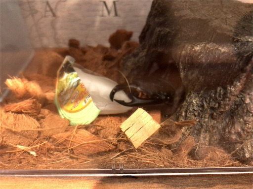 f:id:jbwideandshallow:20190118153059j:image