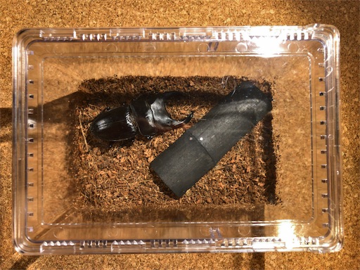 f:id:jbwideandshallow:20190118180441j:image