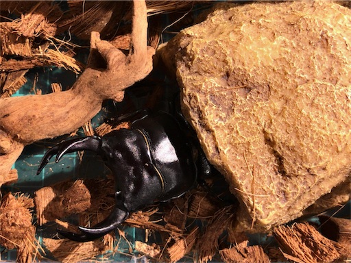 f:id:jbwideandshallow:20190118180741j:image