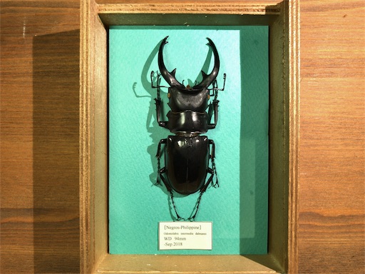 カブトムシ　標本　海外　標本箱　まとめ売り 昆虫標本箱のおすすめ人気ランキング【2025年10月】 | マイベスト