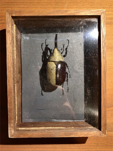 100均標本箱まとめ【寸法あり】 - JB の ワイドアンドシャロー