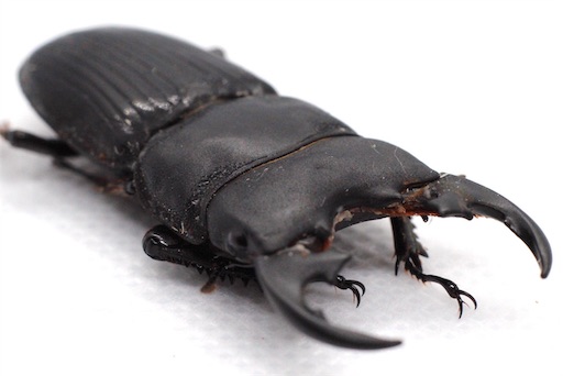 同居してるけど…】プラティオドンネブトクワガタのペアリングについて