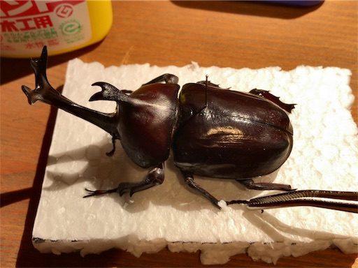 カブトムシ標本製作-付節欠け修復〜完成へ(まさか自分の人生で