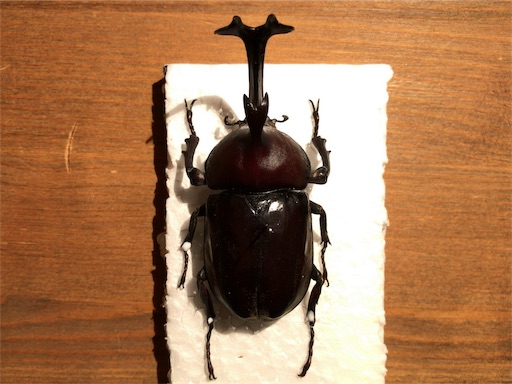 カブトムシ標本製作-付節欠け修復〜完成へ(まさか自分の人生で