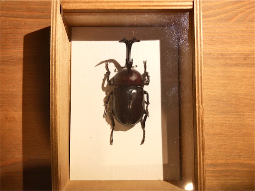 カブトムシ 固定標本 約10cm 茶色 カブトムシ 固定標本 約10cm 茶色