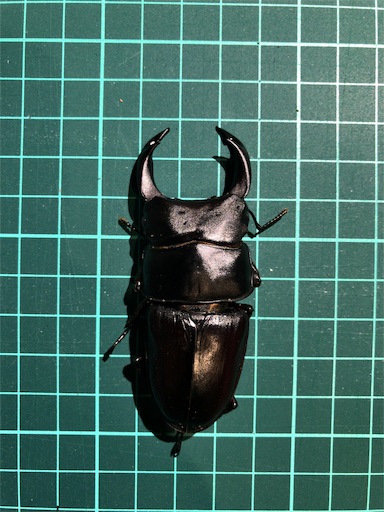 間もなく啓蟄ですけど オオクワガタ起こします 結局オオクワ成虫の越冬の温度って Jb の ワイドアンドシャロー 間もなく啓蟄ですけど オオクワガタ起こします 結局オオクワ成虫の越冬の温度って Jb の ワイドアンドシャロー