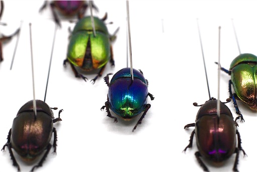 浪漫飛行】パプキン夫婦のロマンス標本製作について【展翅標本】 - JB