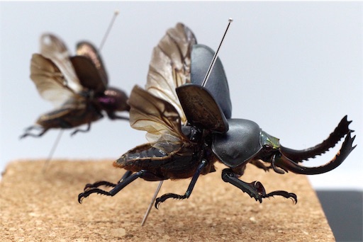 浪漫飛行】パプキン夫婦のロマンス標本製作について【展翅標本】 - JB