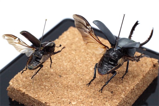 浪漫飛行】パプキン夫婦のロマンス標本製作について【展翅標本】 - JB