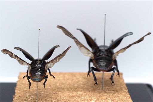 浪漫飛行】パプキン夫婦のロマンス標本製作について【展翅標本】 - JB