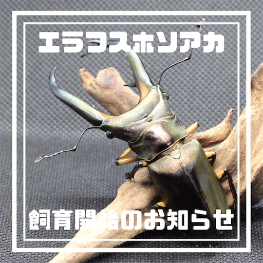 令和最初の増種】エラフスホソアカクワガタ成虫飼育開始のお知らせ
