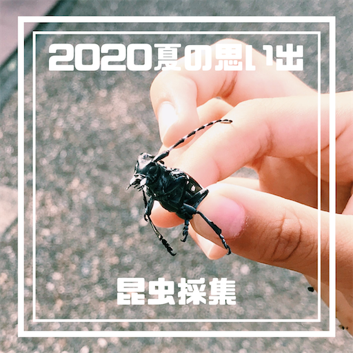2020、夏の思い出】子どもと行く昆虫採集-ホームグラウンドに行くも