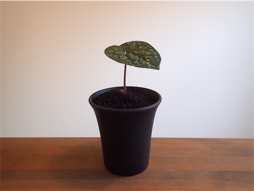 カンアオイ　美写紋 楽天市場】モノドラカンアオイ『美写紋』 : 南九州植物園