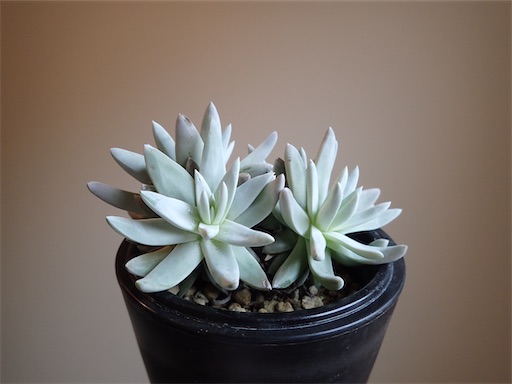 国内初の直営店 ダトレア ホワイトグリーニー モリモリ群生 多肉植物