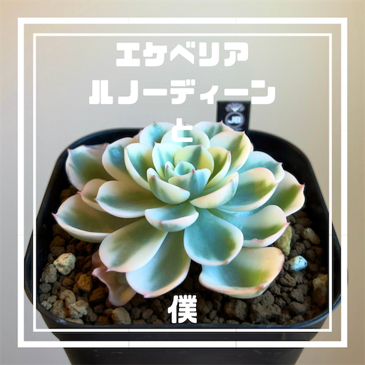 f:id:jbwideandshallow:20220130124053p:image
