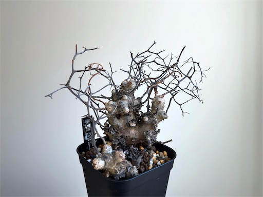 チレコドン・レティキュラータスと僕【万物想発根管理の失敗とリセット