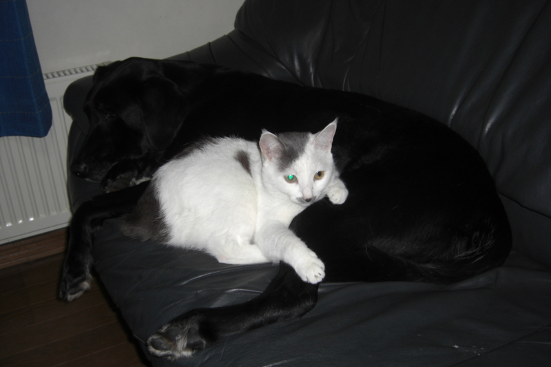 f:id:jddc:20131122202843j:image:w360